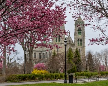 Cherry Blossoms in Sacred Heart