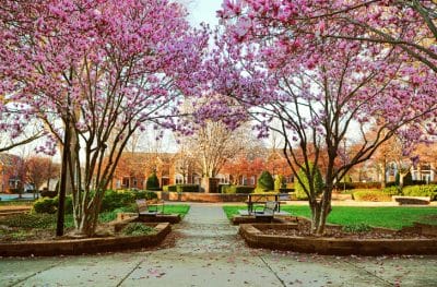 Spring Trees in Bloom in Capitol Park